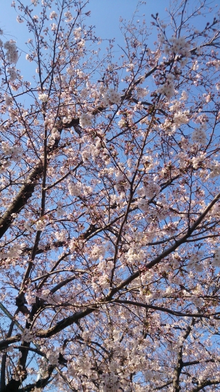 三菱公園に桜が咲きました！